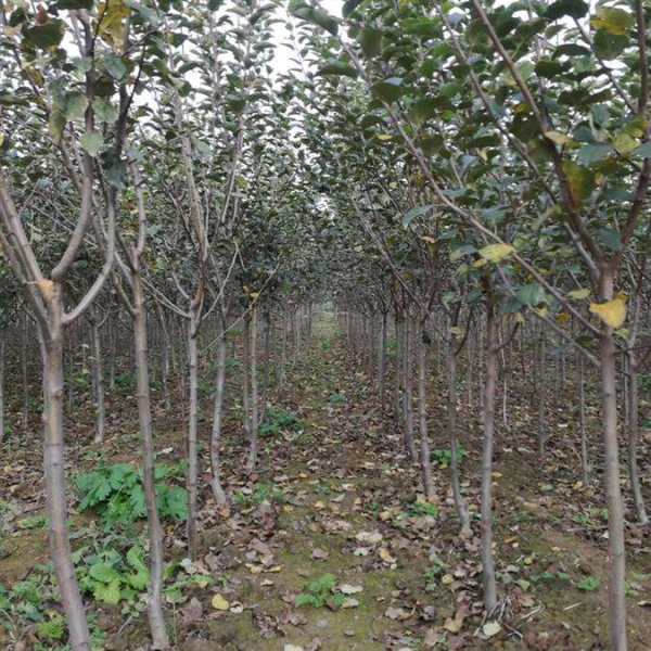 山西3公分蘋果樹價格與基地批發行情全解析